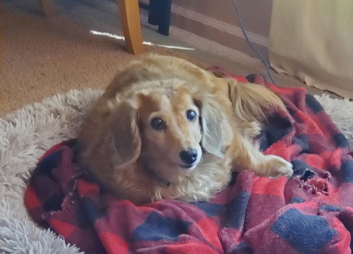 Enlarge Aurora2 (Rory) Fostered in Herndon, VA, a Adoptable Dachshund in Herndon, VA image 3/3
