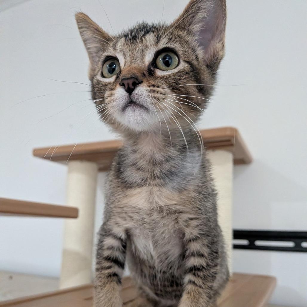 Enlarge Fritter, a Adoptable Domestic Short Hair in Wichita, KS image 1/6