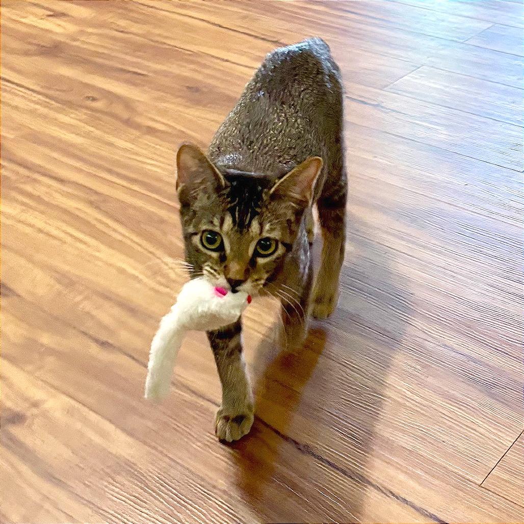 Enlarge Fritter, a Adoptable Domestic Short Hair in Wichita, KS image 2/6