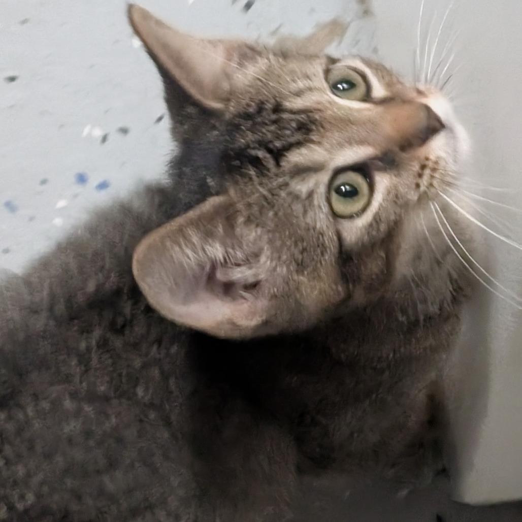Enlarge Fritter, a Adoptable Domestic Short Hair in Wichita, KS image 3/6