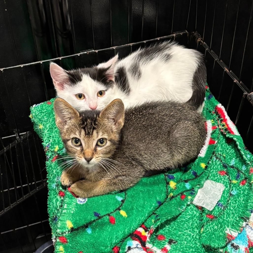 Enlarge Fritter, a Adoptable Domestic Short Hair in Wichita, KS image 5/6