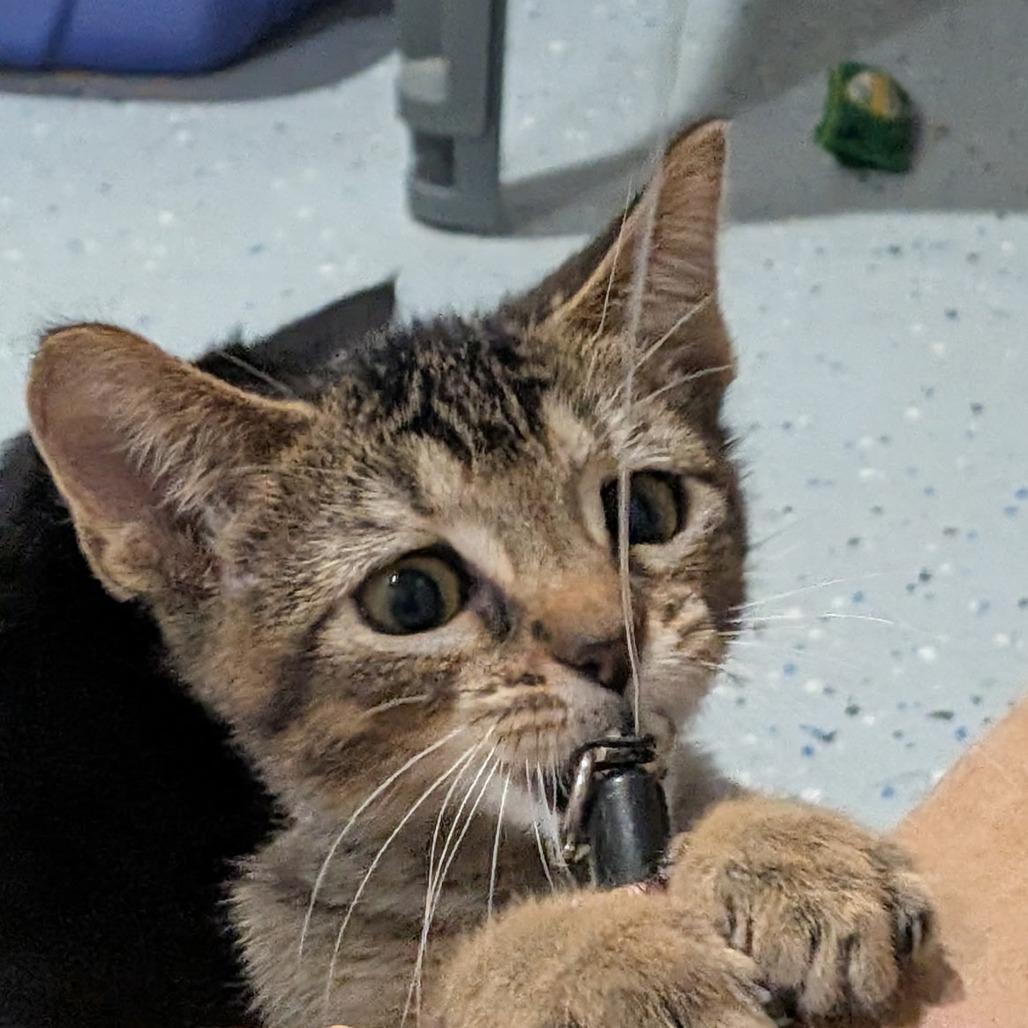 Enlarge Fritter, a Adoptable Domestic Short Hair in Wichita, KS image 6/6