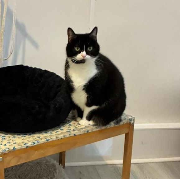 Hope, Adoptable, Senior Female Tuxedo.