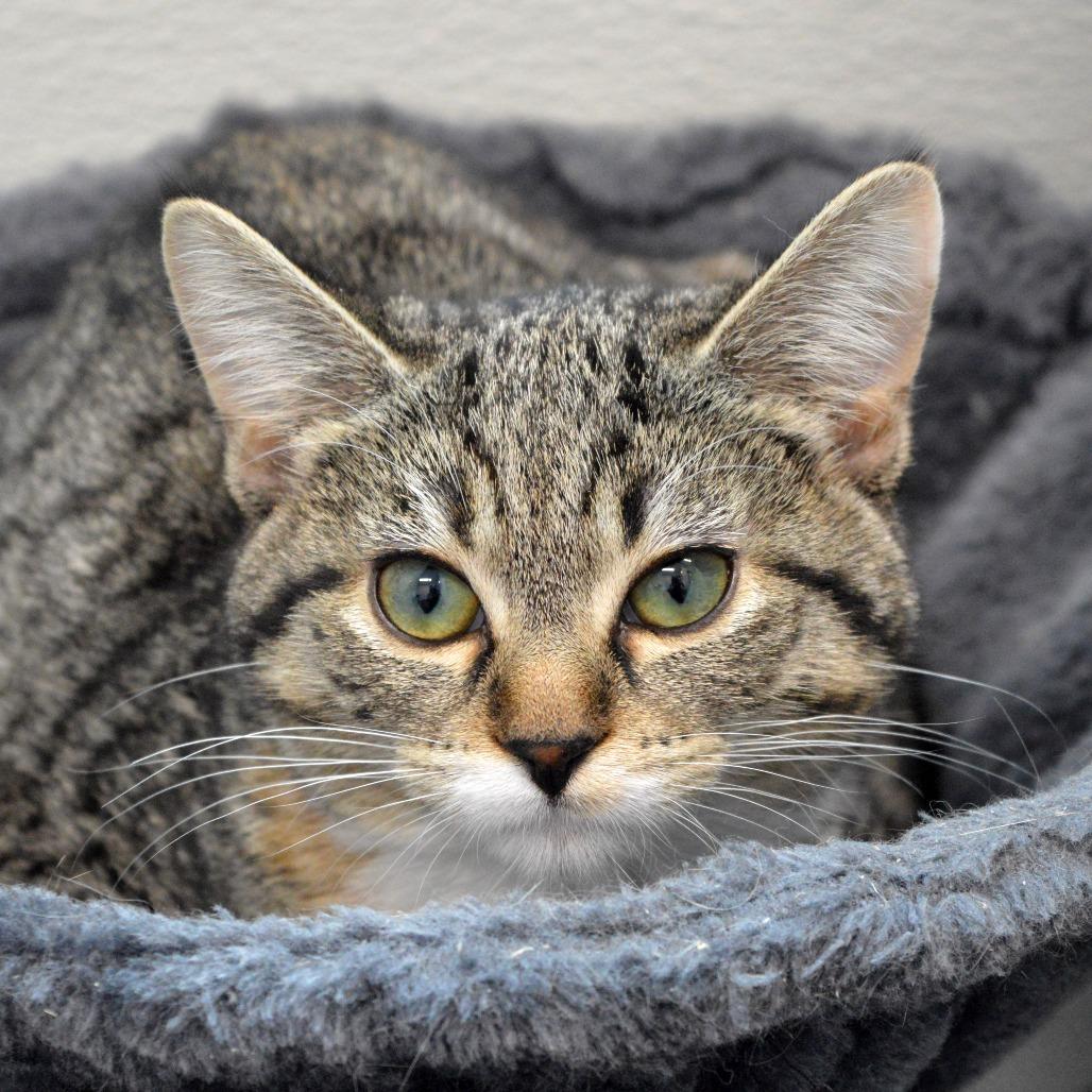 Bramble, a Adoptable Domestic Short Hair in North Battleford, SK image 1/4