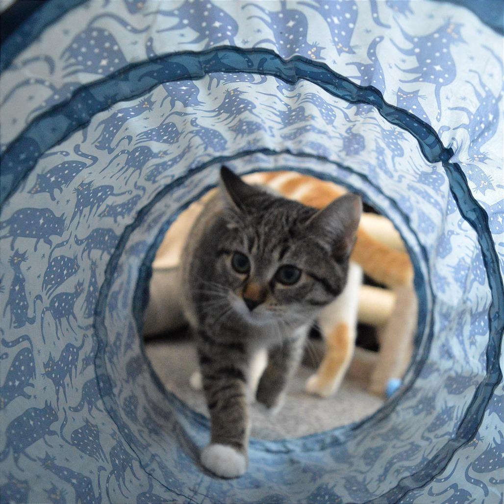 Bramble, a Adoptable Domestic Short Hair in North Battleford, SK image 2/4