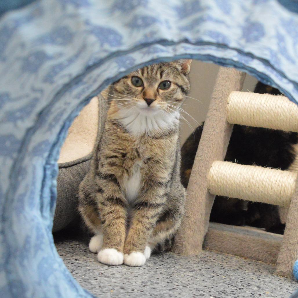 Bramble, a Adoptable Domestic Short Hair in North Battleford, SK image 3/4