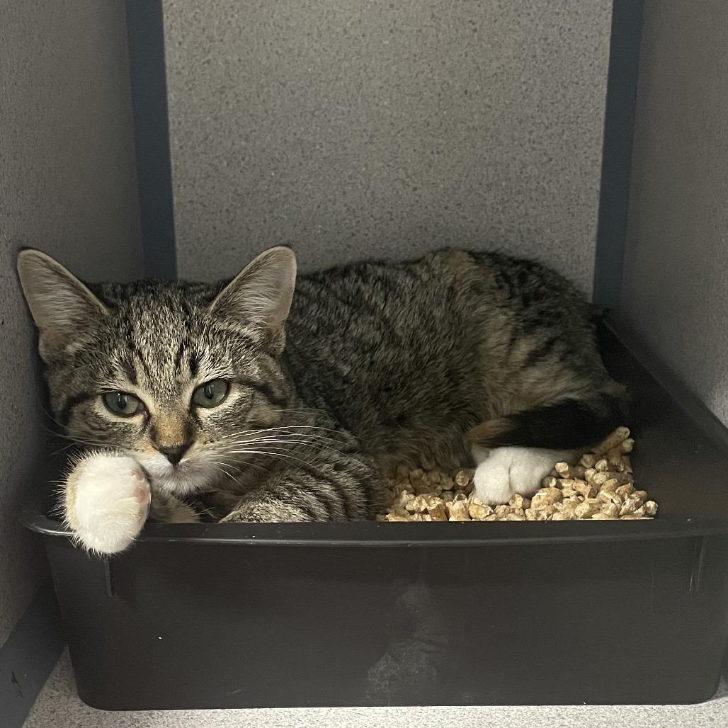 Bramble, a Adoptable Domestic Short Hair in North Battleford, SK image 4/4