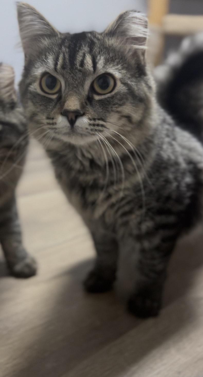 Enlarge Pippin , a ADOPTABLE Domestic Long Hair in Orleans, VT image 1/2