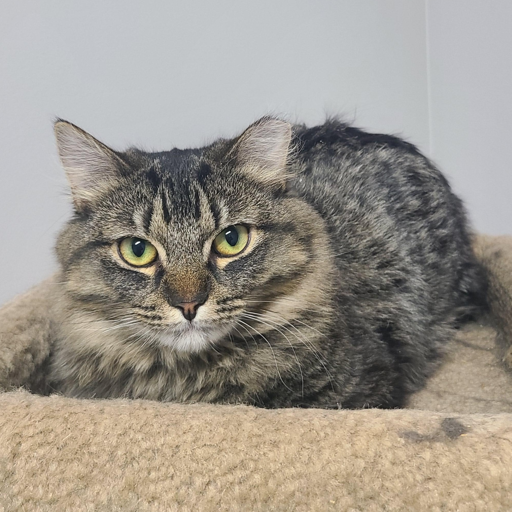 Enlarge Pippin , a ADOPTABLE Domestic Long Hair in Orleans, VT image 2/2