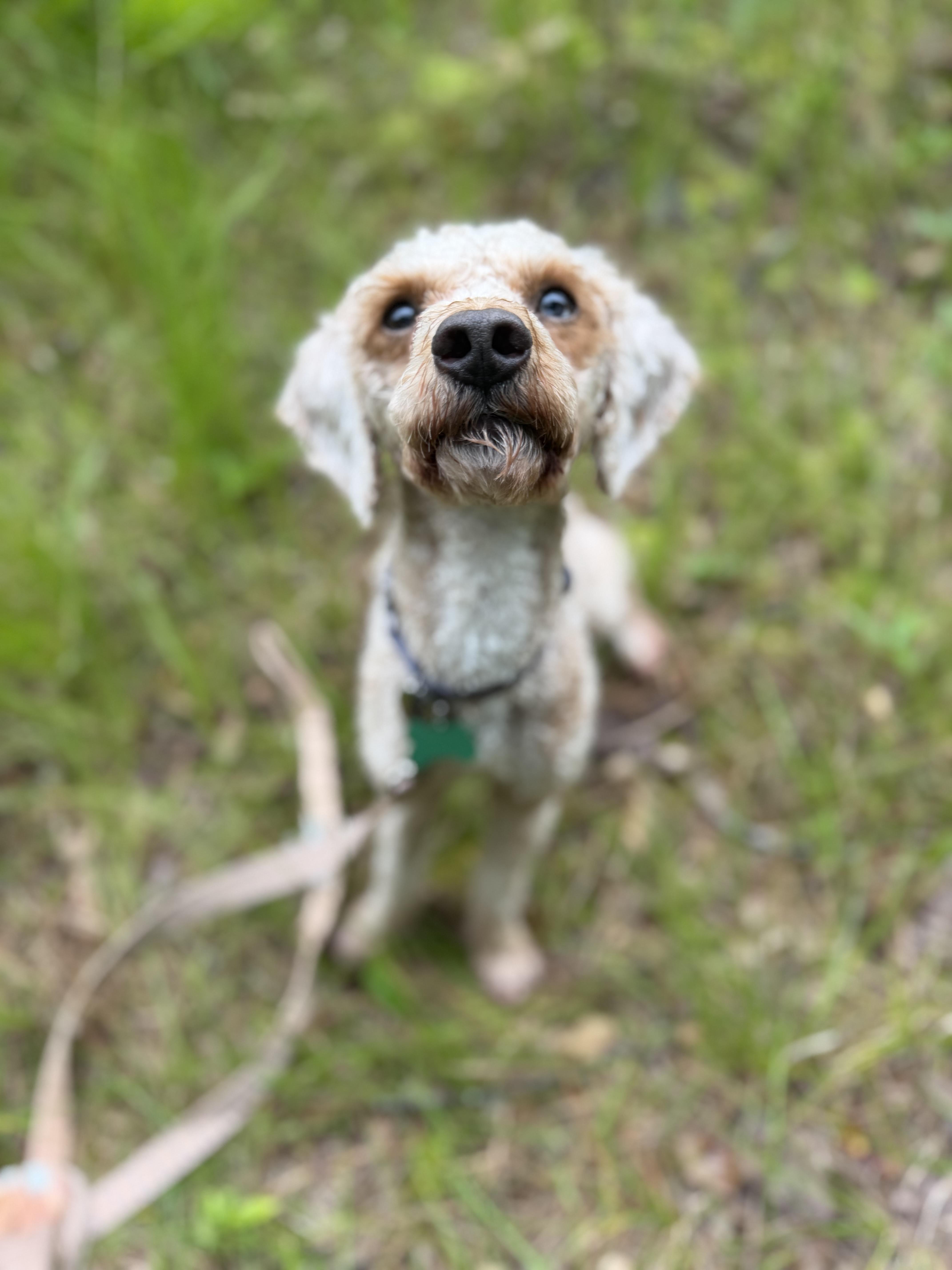 Pluto, a ADOPTABLE Goldendoodle in Medford, NJ image 2/5