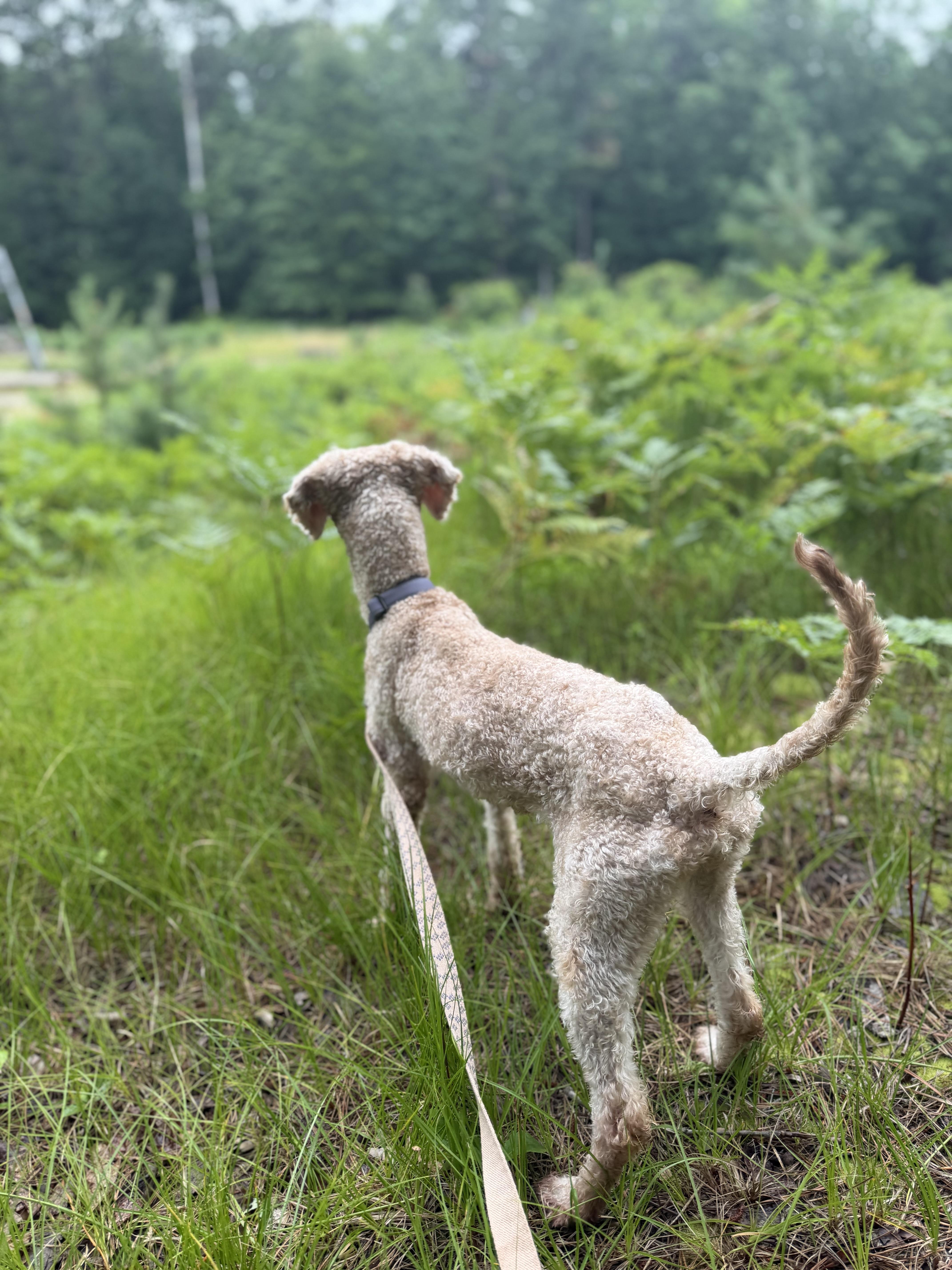 Pluto, a ADOPTABLE Goldendoodle in Medford, NJ image 3/5