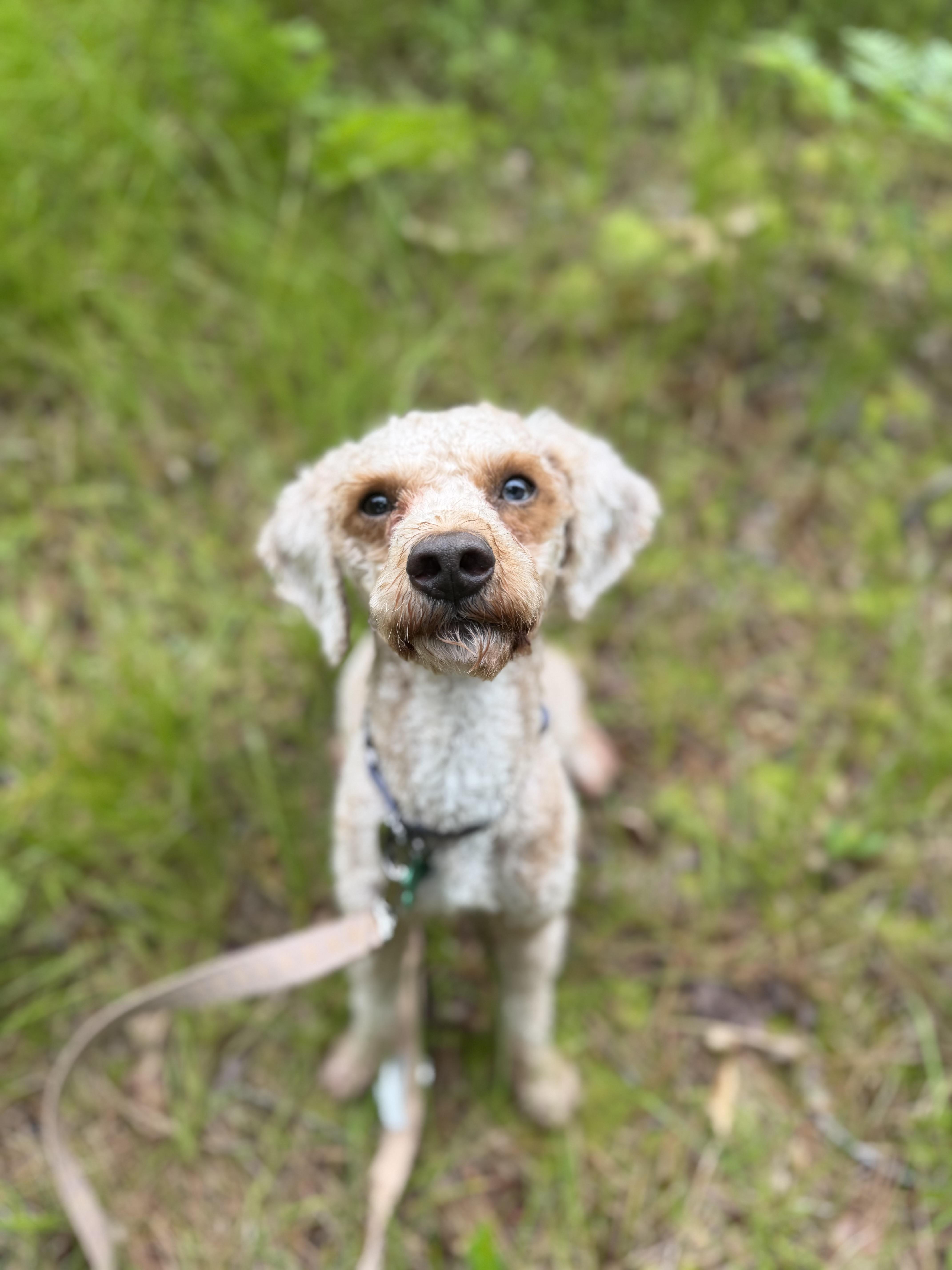 Pluto, a ADOPTABLE Goldendoodle in Medford, NJ image 4/5