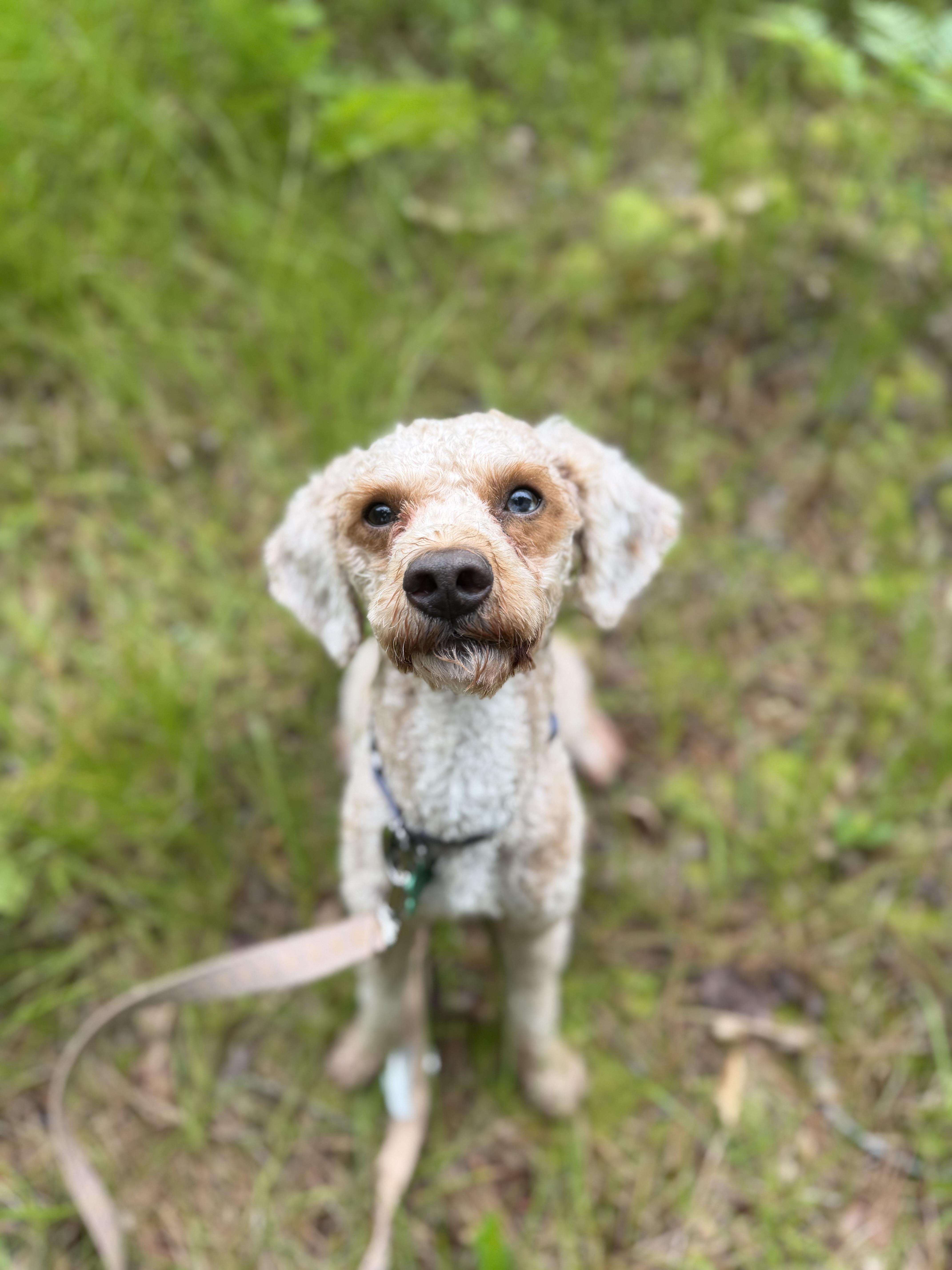 Pluto, a ADOPTABLE Goldendoodle in Medford, NJ image 1/5