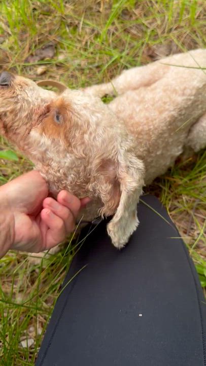 Enlarge Pluto, a ADOPTABLE Goldendoodle in Medford, NJ video 5/5