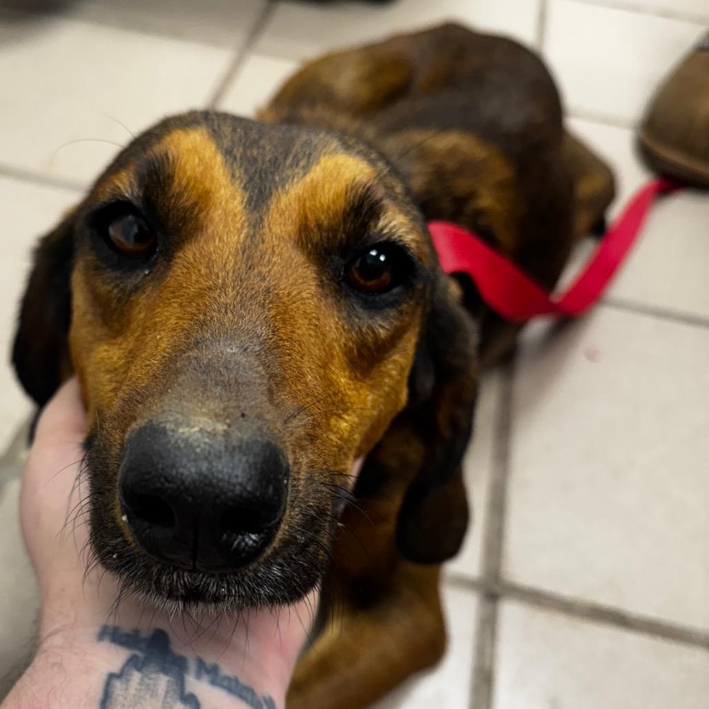 Enlarge Darla, a Adoptable mixed breed in Starkville, MS image 1/1