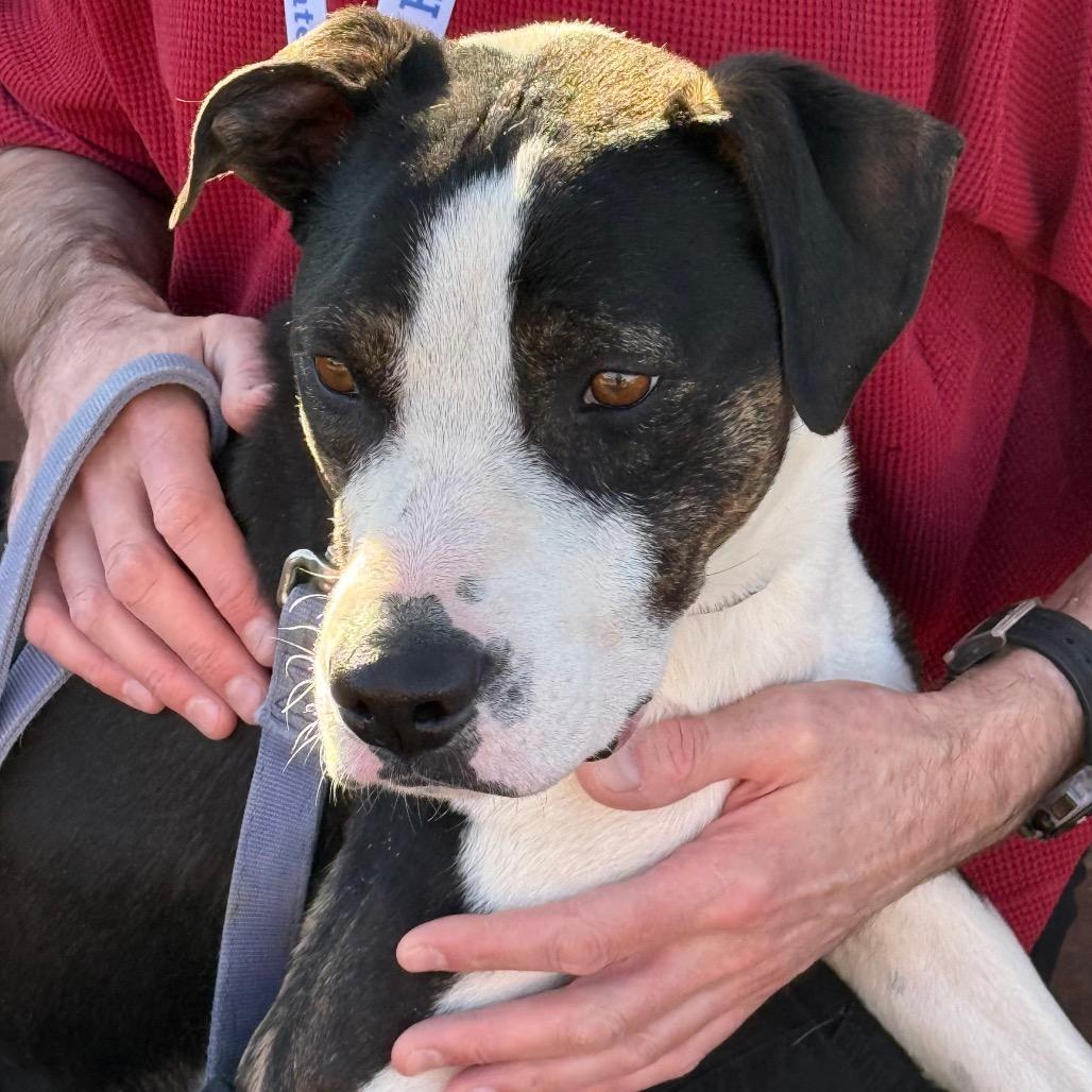 Jack, Adoptable, Adult Male Mixed Breed & Mixed Breed.