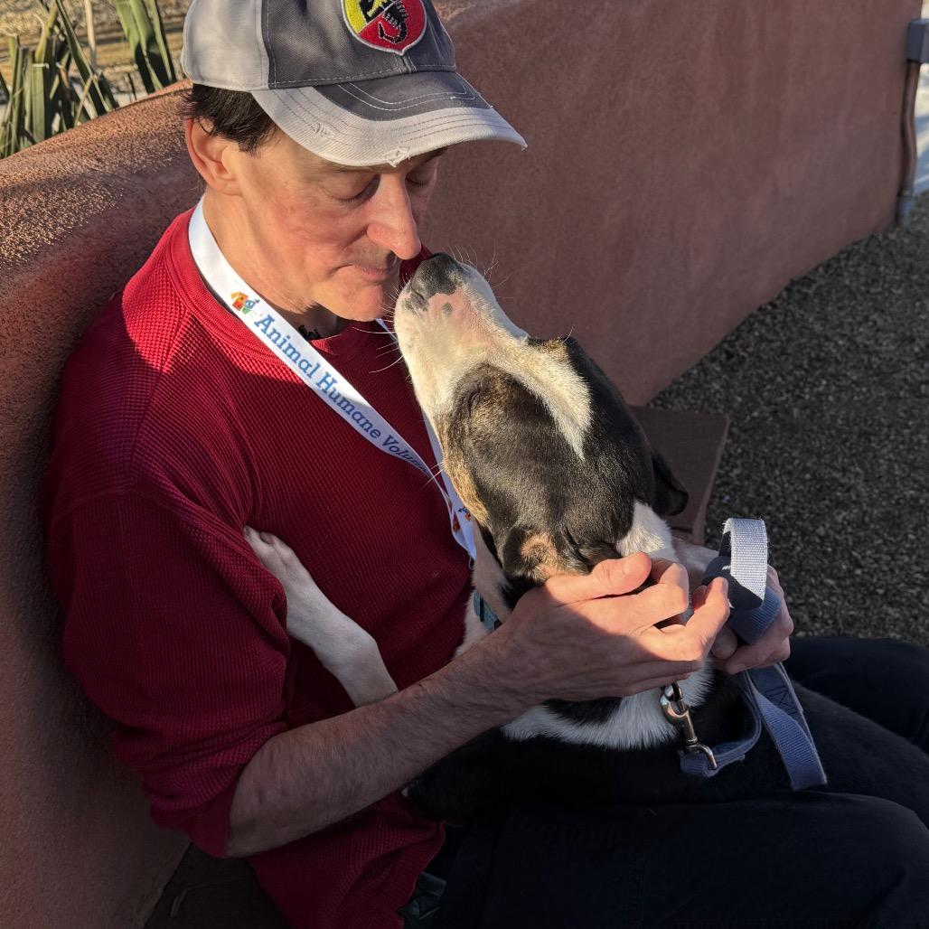 Enlarge Jack, a Adoptable mixed breed in Albuquerque, NM image 3/4