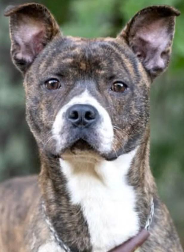 Fred, Adoptable, Puppy Male Mixed Breed.