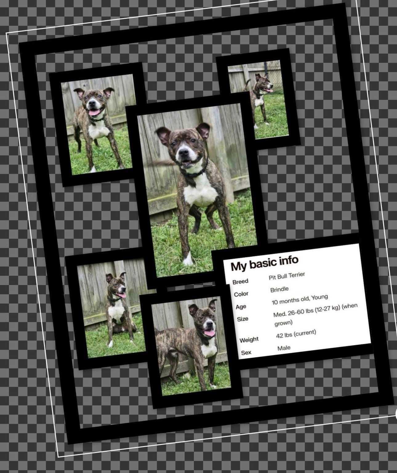 Enlarge Fred, a Adoptable Mixed Breed in Fairfield, NJ image 2/2