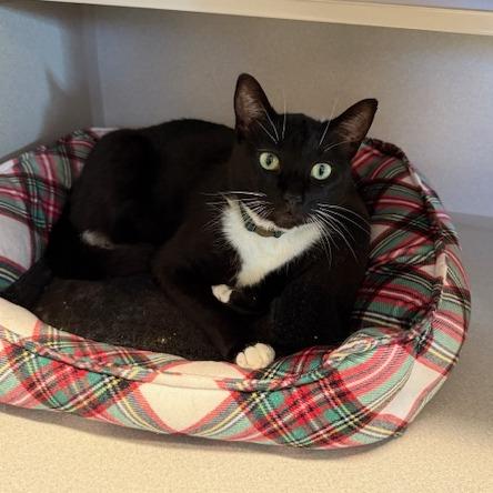 Enlarge Cersei, a Adoptable Domestic Short Hair in Washougal, WA image 1/3