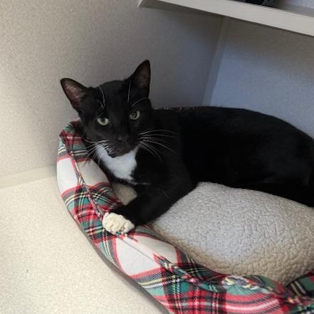 Enlarge Cersei, a Adoptable Domestic Short Hair in Washougal, WA image 3/3