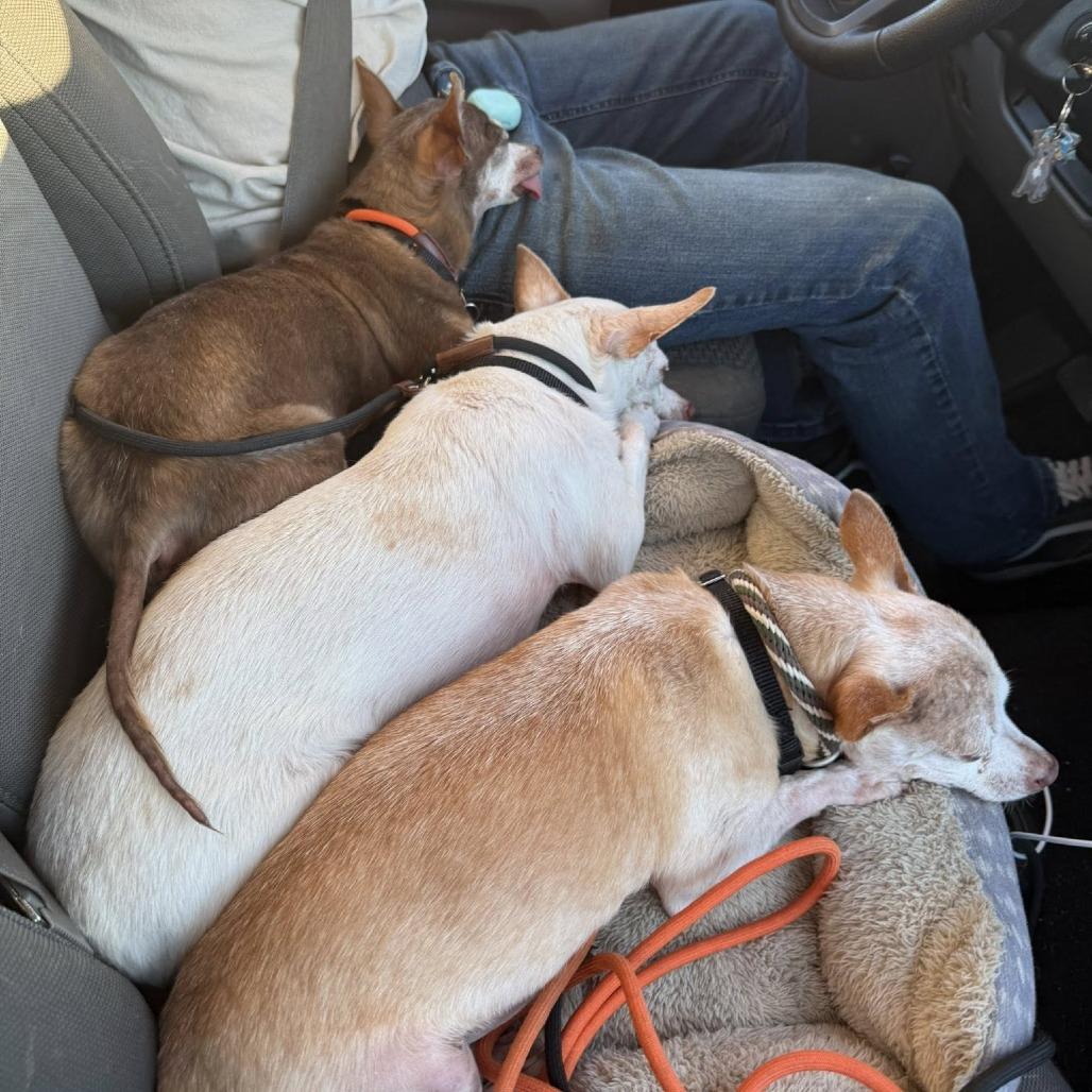 Pablo — thumbnail 2