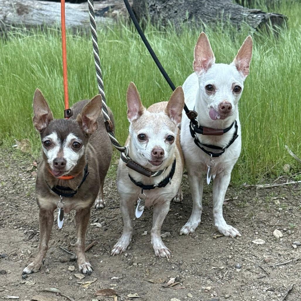 Pablo — thumbnail 4