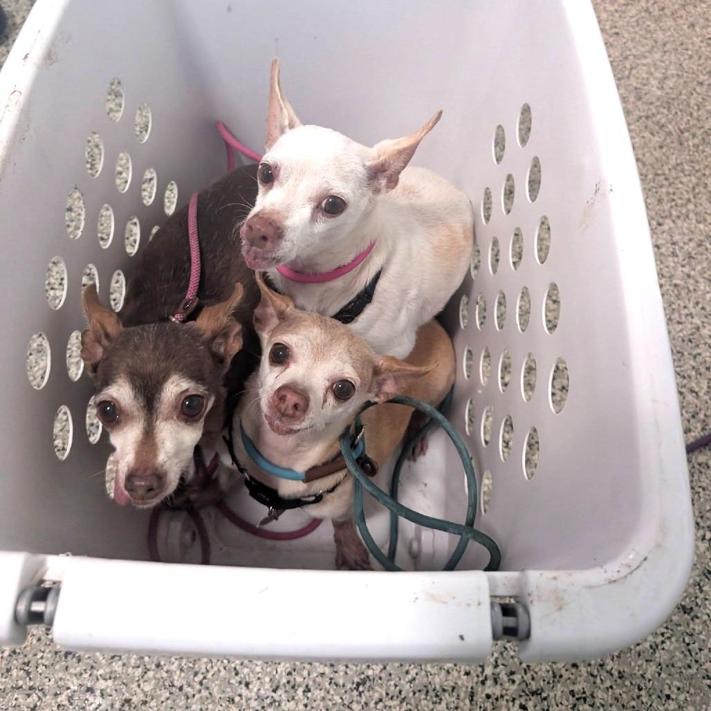 Pablo — thumbnail 5