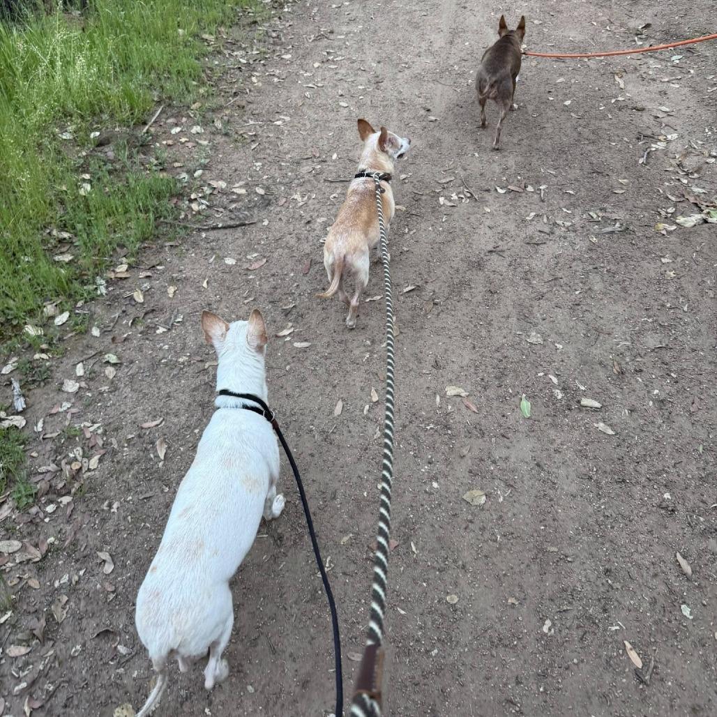 Pablo — thumbnail 6