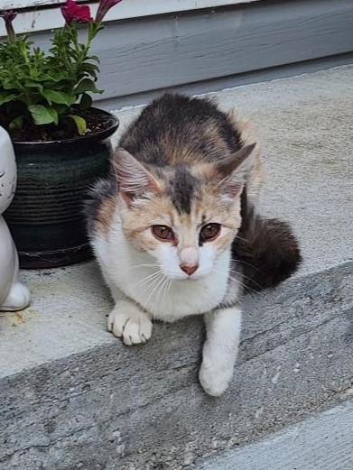 Callie, Baby Female Domestic Short Hair
