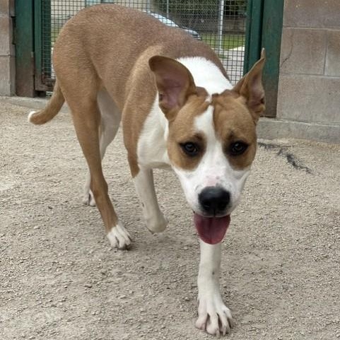 Enlarge Vinny, an adoptable mixed breed in Winnipeg, MB image 3/3