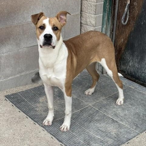 Enlarge Vinny, an adoptable mixed breed in Winnipeg, MB image 2/3