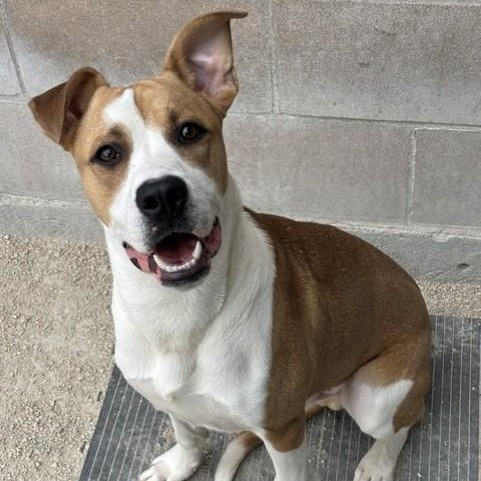 Vinny, adoptable, Young Male Labrador Retriever.