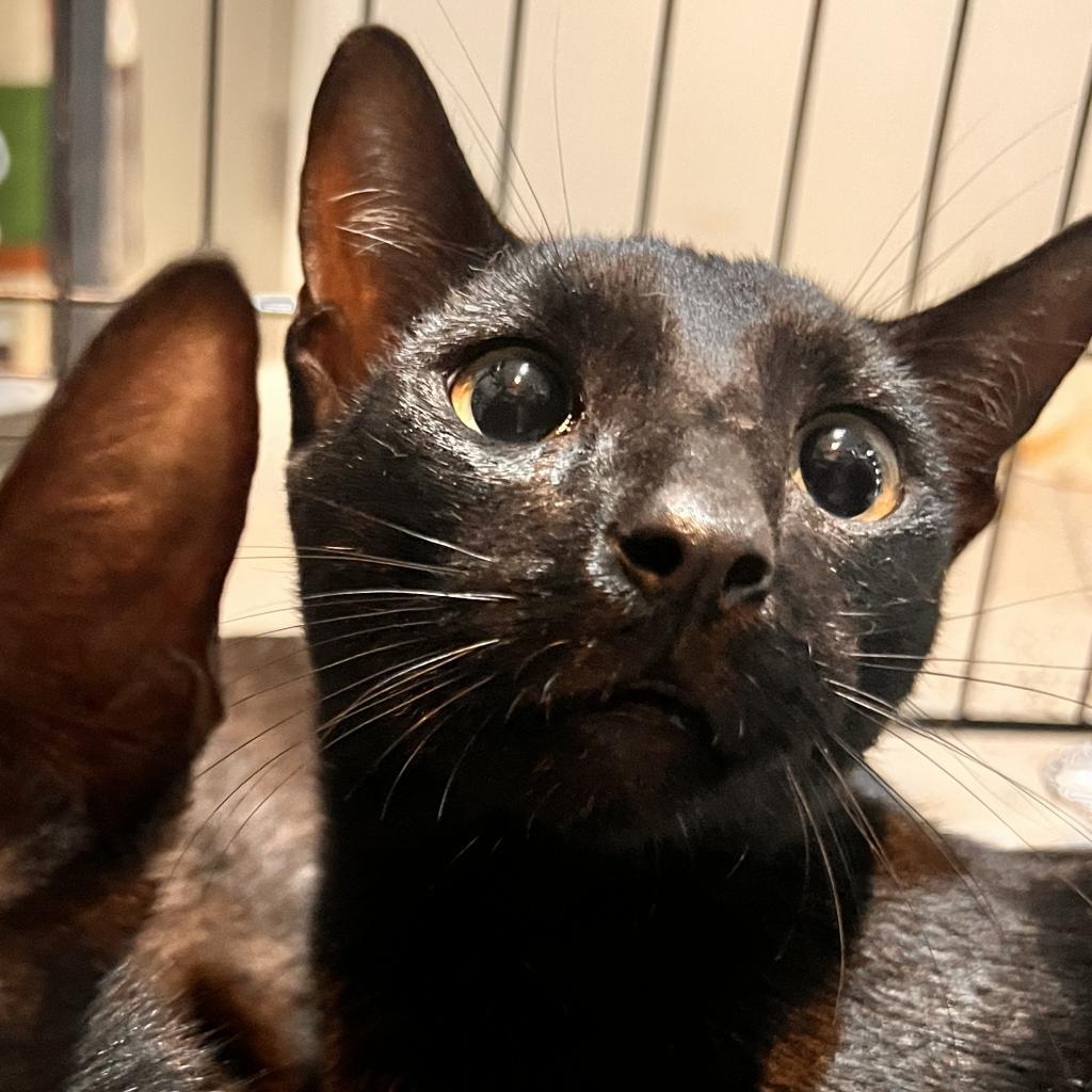 Enlarge Emerson, a Adoptable Domestic Short Hair in Washington, PA image 1/2