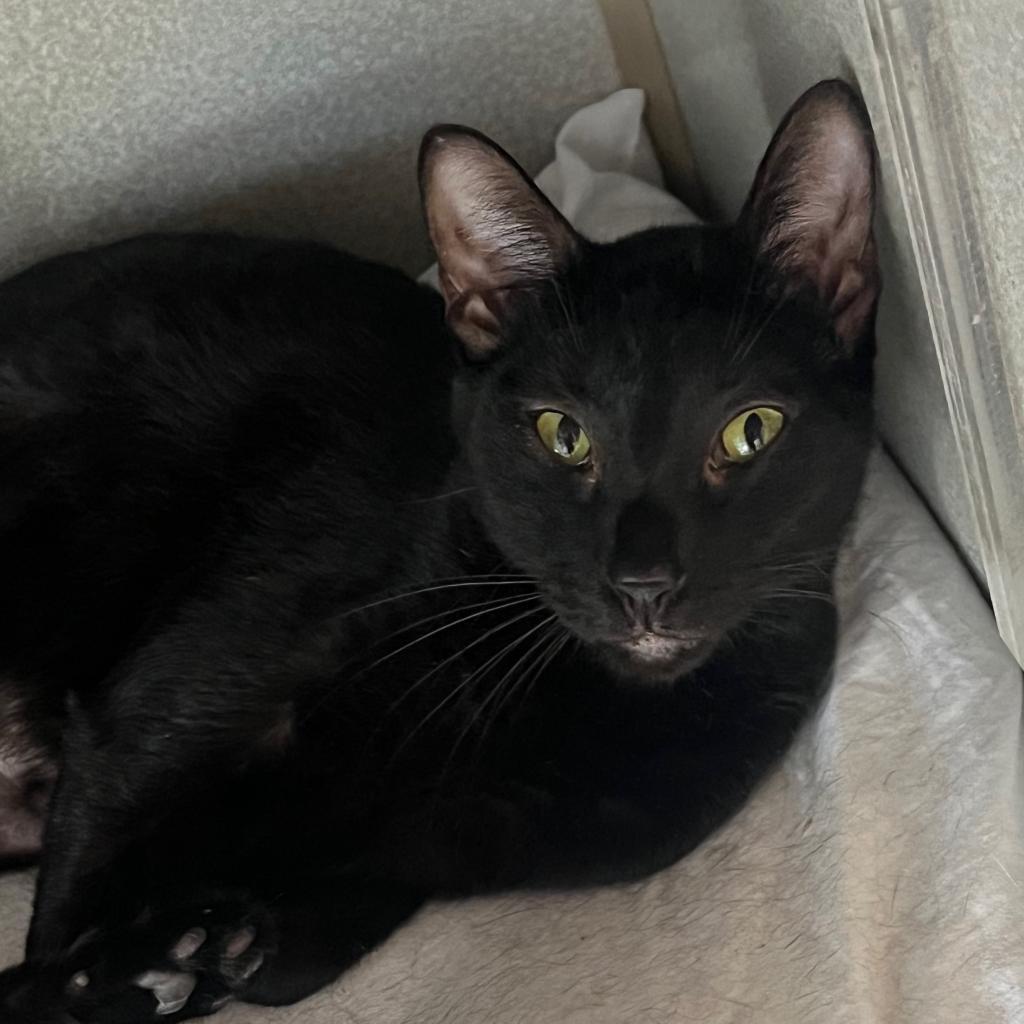 Enlarge Emerson, a Adoptable Domestic Short Hair in Washington, PA image 2/2