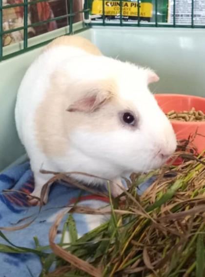 Elvis, Adoptable, Adult Male Guinea Pig.