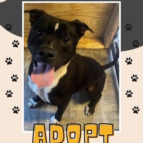 Tank, Adoptable, Adult Male American Staffordshire Terrier.