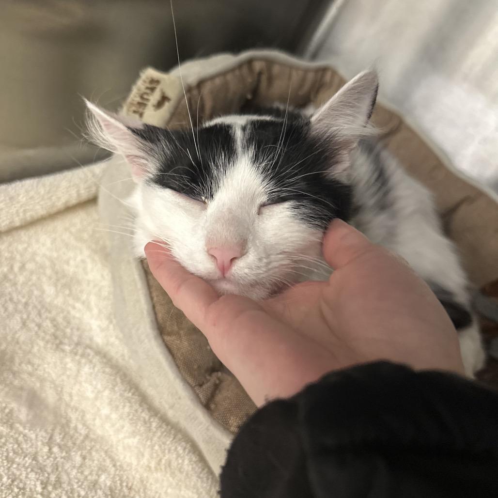 Pearl, Adoptable, Young Female Domestic Medium Hair.