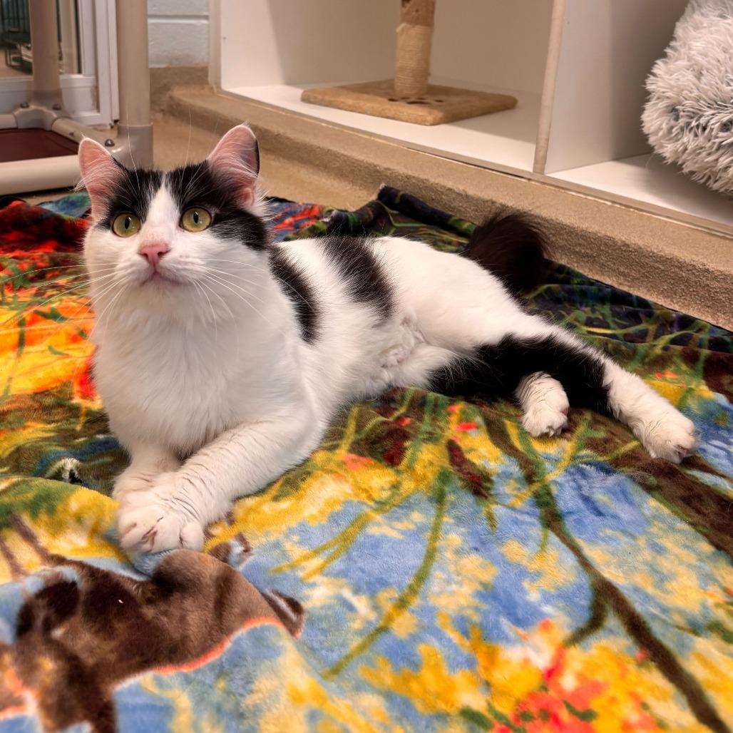 Enlarge Pearl, a Adoptable Domestic Medium Hair in Marshall, VA image 2/6