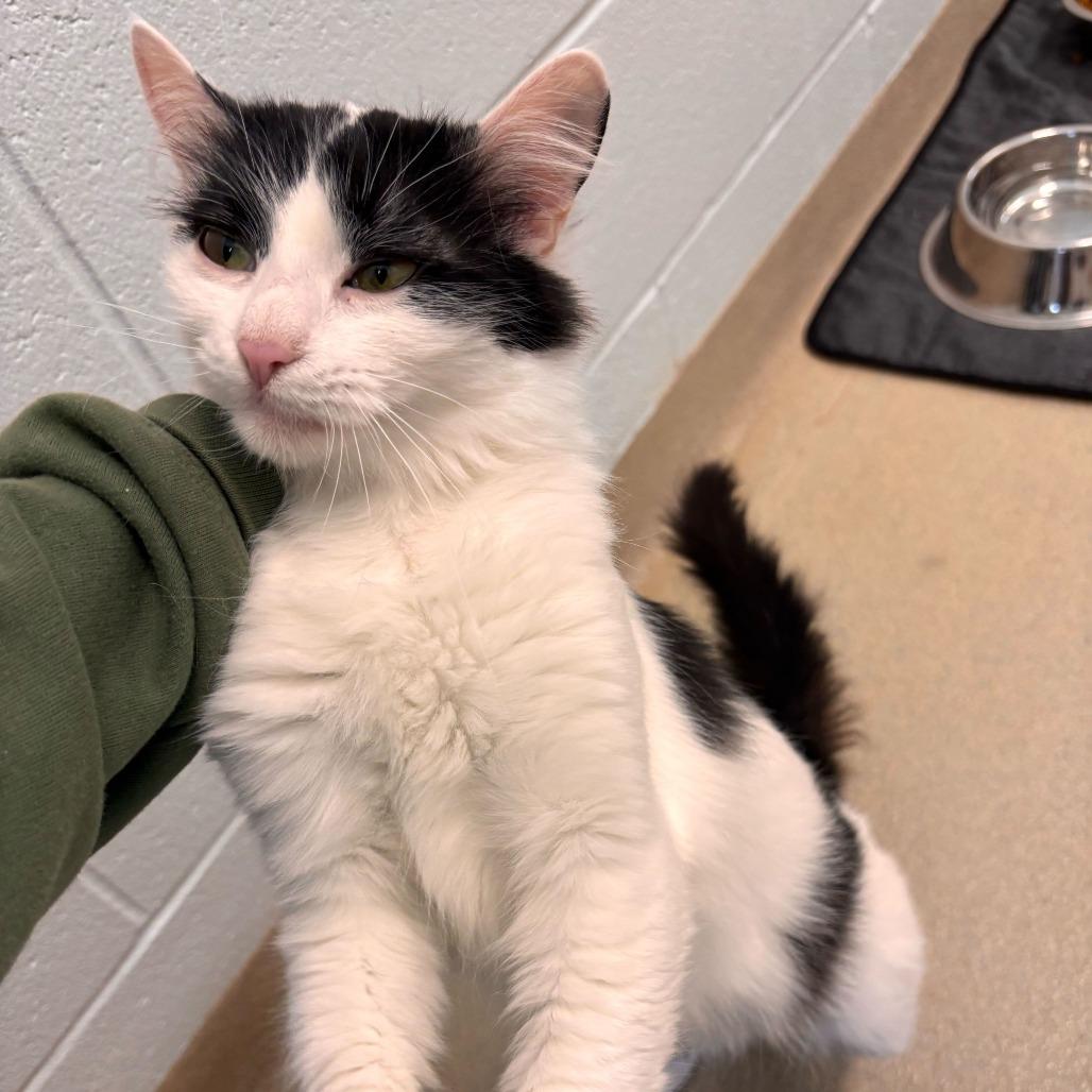 Enlarge Pearl, a Adoptable Domestic Medium Hair in Marshall, VA image 3/6