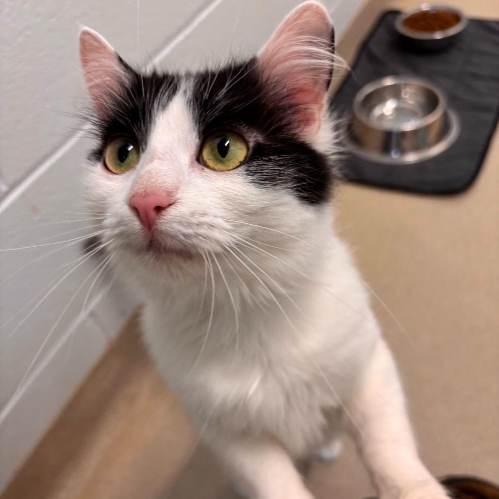 Enlarge Pearl, a Adoptable Domestic Medium Hair in Marshall, VA image 4/6