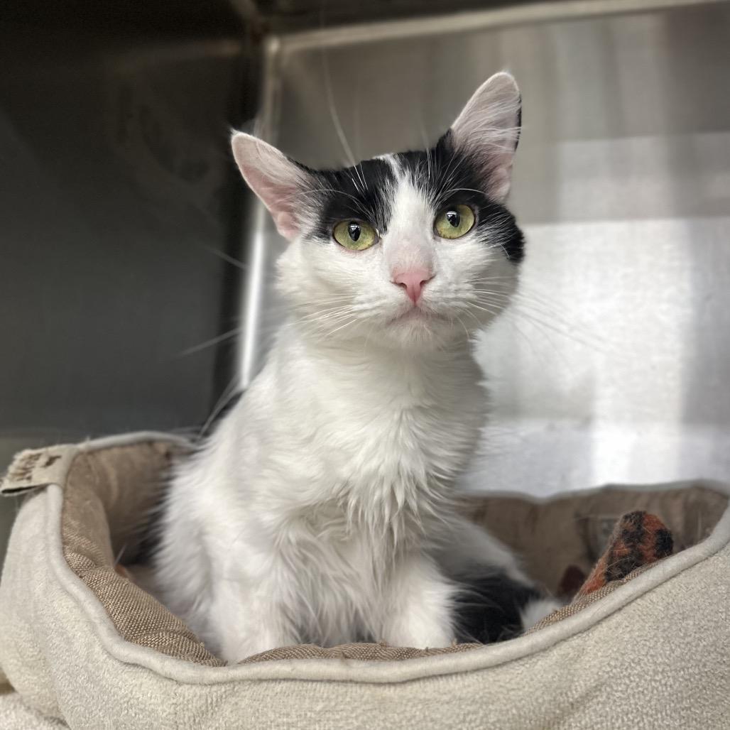 Enlarge Pearl, a Adoptable Domestic Medium Hair in Marshall, VA image 5/6