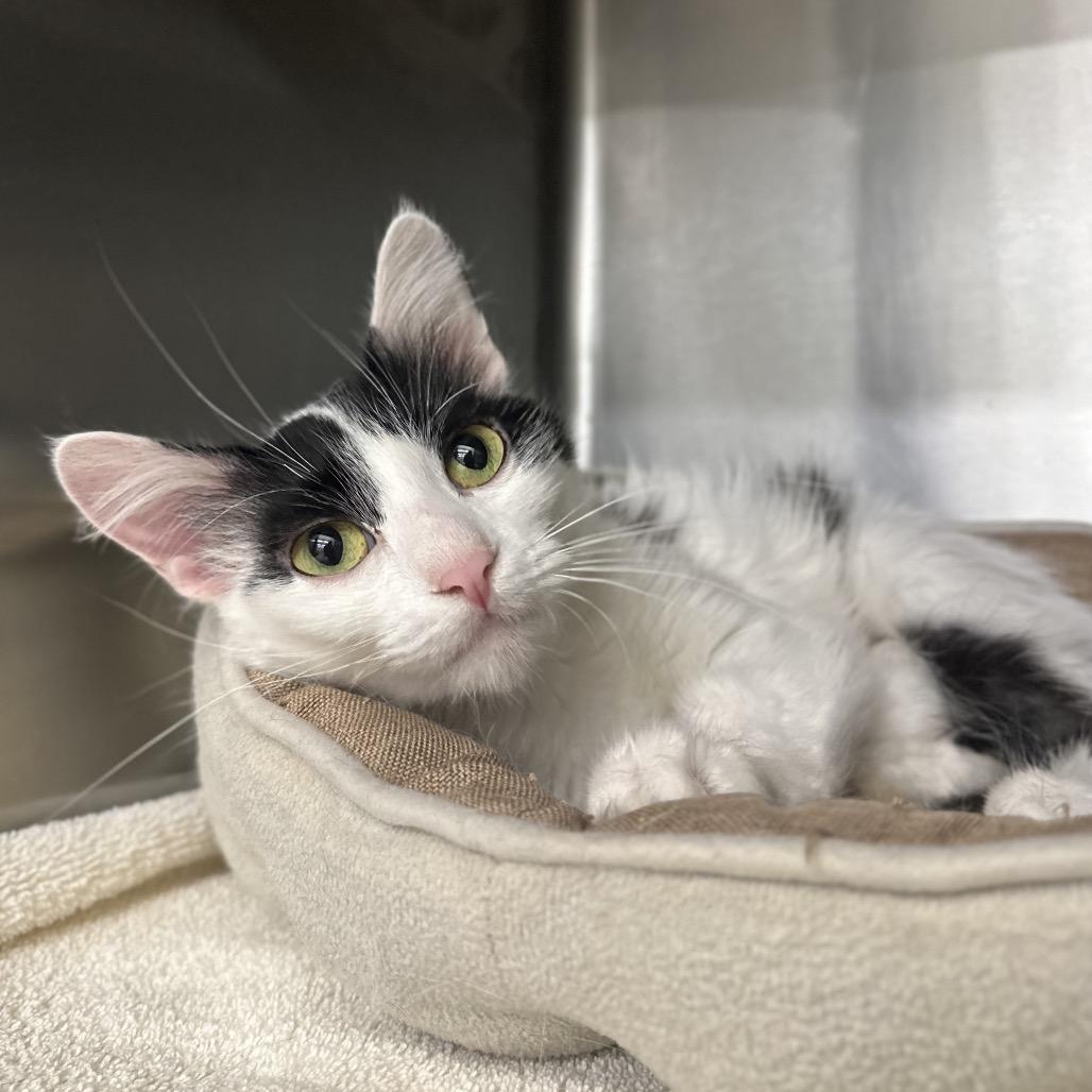 Enlarge Pearl, a Adoptable Domestic Medium Hair in Marshall, VA image 6/6