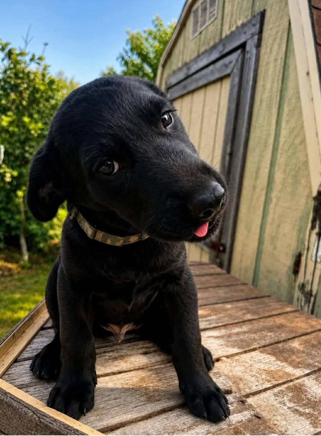 Enlarge Odie, a ADOPTABLE mixed breed in Elkton, MD image 2/2