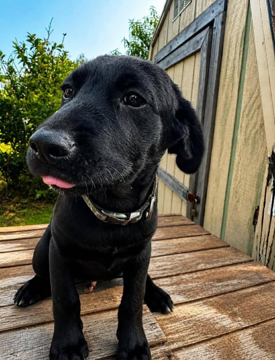 Odie, ADOPTABLE, Puppy Male Labrador Retriever.