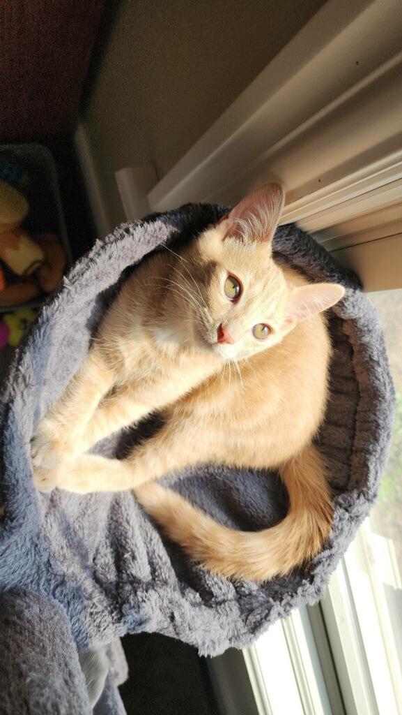 Buff, ADOPTABLE, Young Male Domestic Medium Hair.