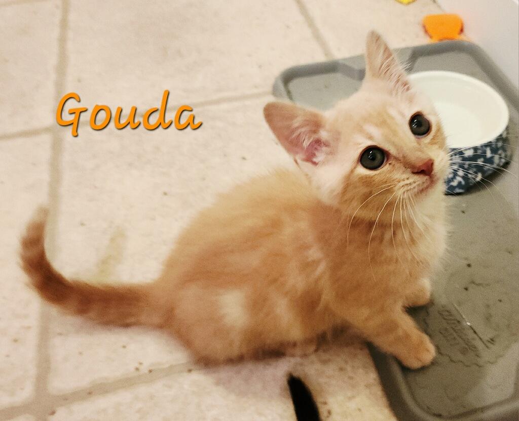Gouda, a ADOPTABLE Domestic Medium Hair in Westland, MI image 1/2
