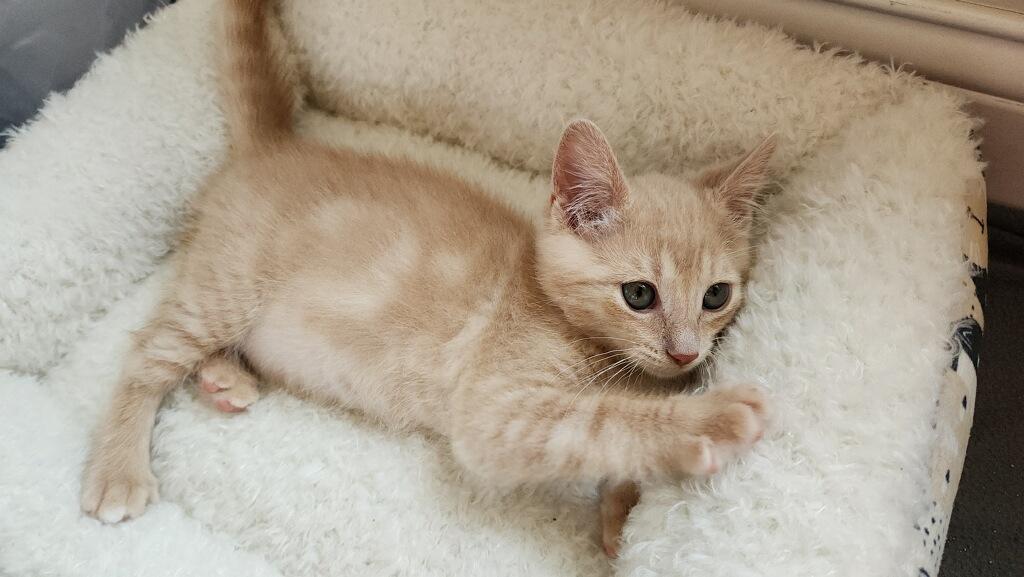 Enlarge Buff, a ADOPTABLE Domestic Medium Hair in Westland, MI image 4/4