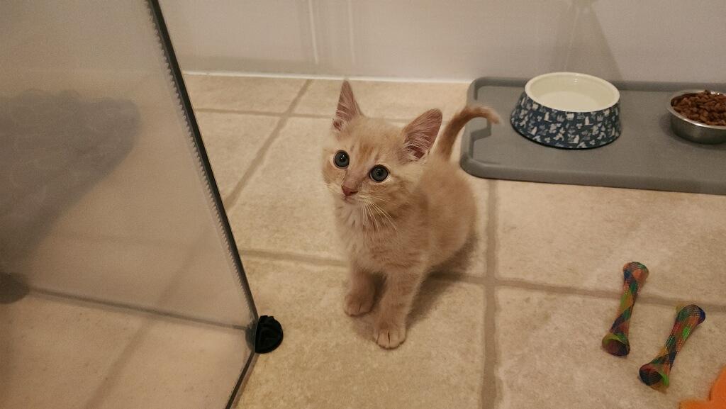 Gouda, a ADOPTABLE Domestic Medium Hair in Westland, MI image 2/2