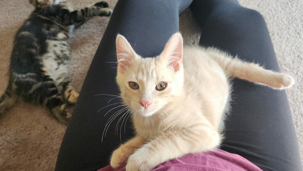 Enlarge Buff, a ADOPTABLE Domestic Medium Hair in Westland, MI image 2/4